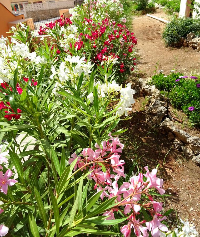 Oleander *