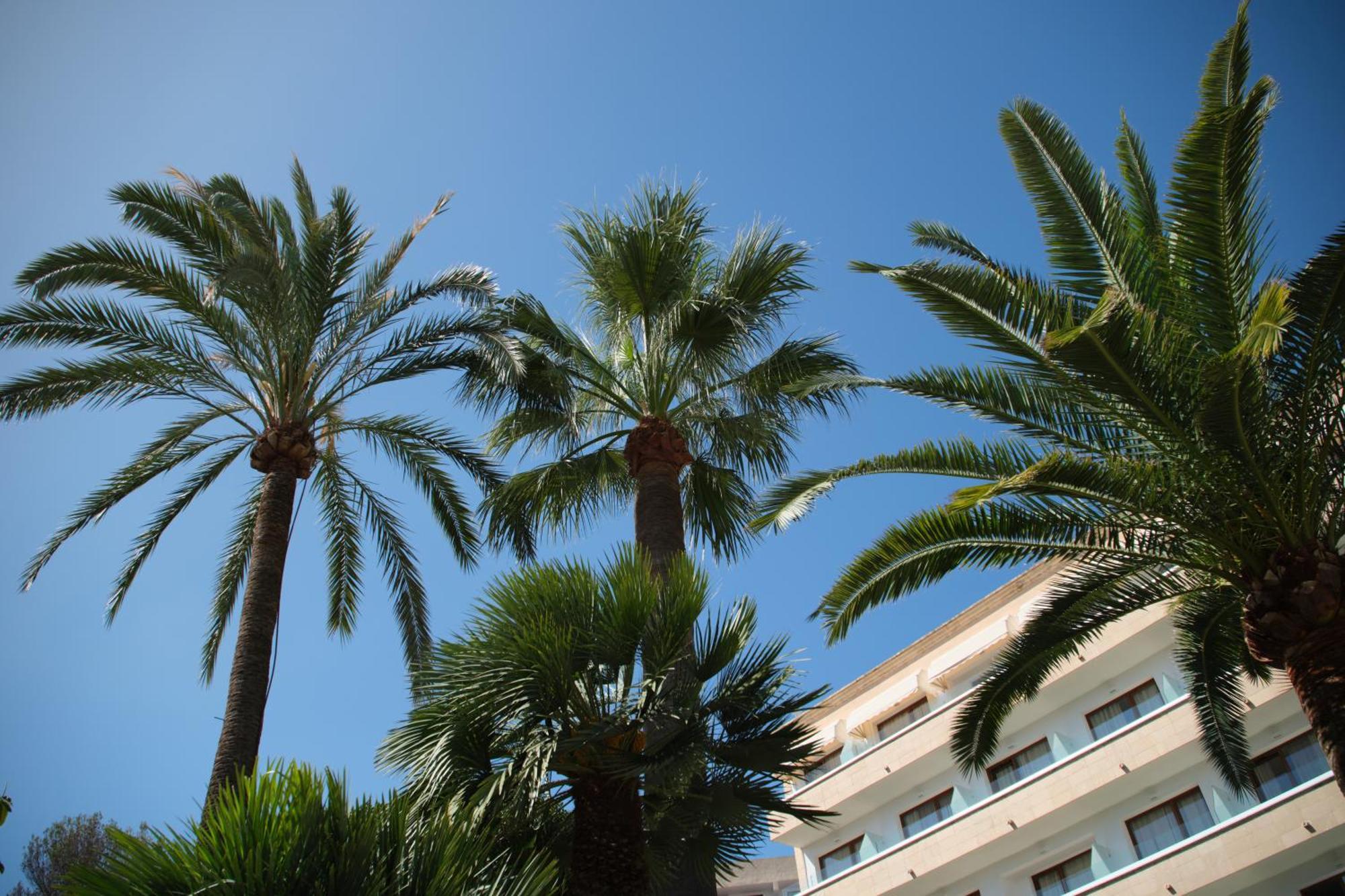 Son Caliu Oasis 4*